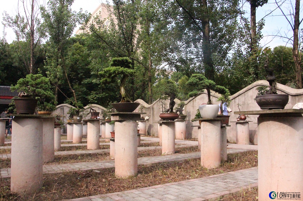 盆景.jpg